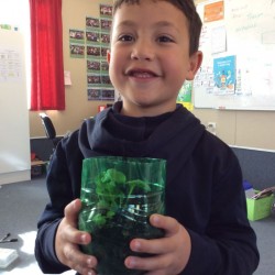 Terrariums 12