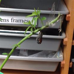 Room 9 butterfly hatching opt