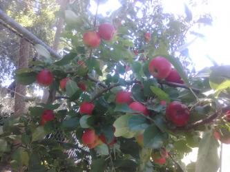 01Apples Jan 2021